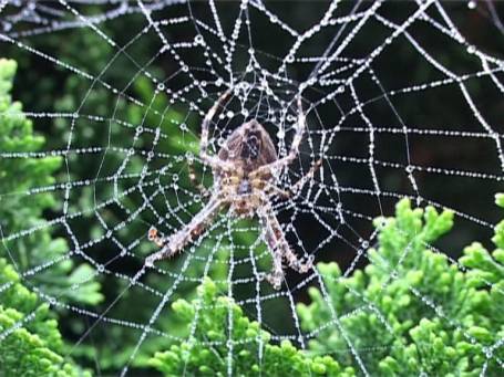 Moers : Spinne im Herbst, die Gartenkreuzspinne mitten im Radnetz